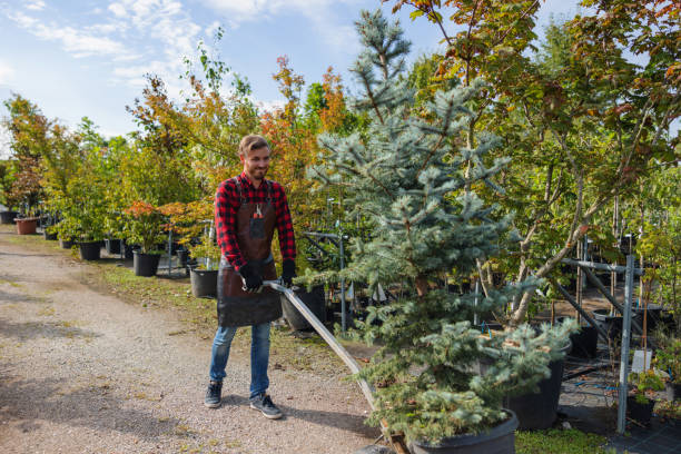 Best Seasonal Cleanup  in Manassas, VA